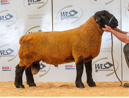 Suffolk Club Sale