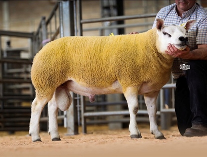 Texel Club Sale