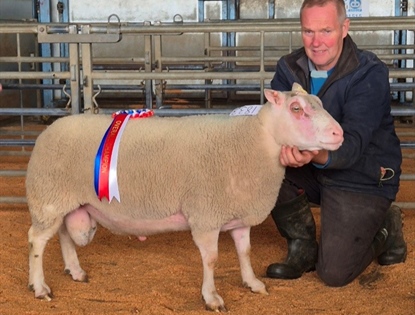 Charmoise Sheep