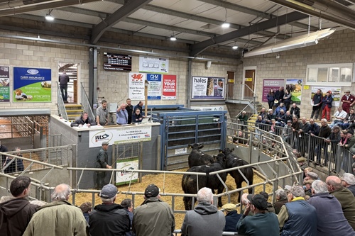 Welshpool Store Cattle