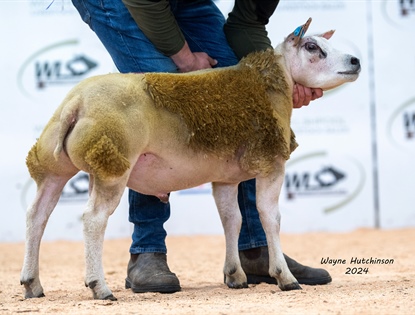 Welsh Premier Beltex Show & Sale