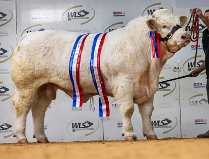 Charolais Cattle