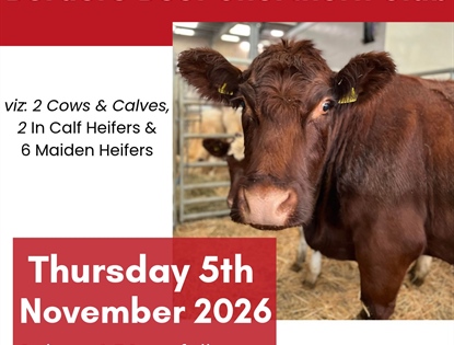 Wales & Borders Club Beef Shorthorn Sale