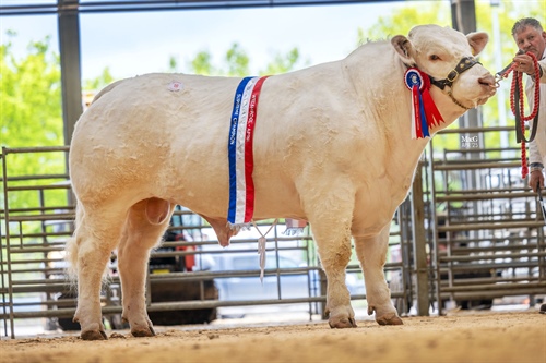 Pedigree Charolais Cattle