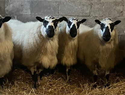 Hardy Crossbred Rams