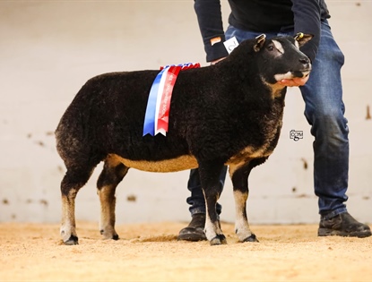 Welsh Premier Badger Face Texel Sale