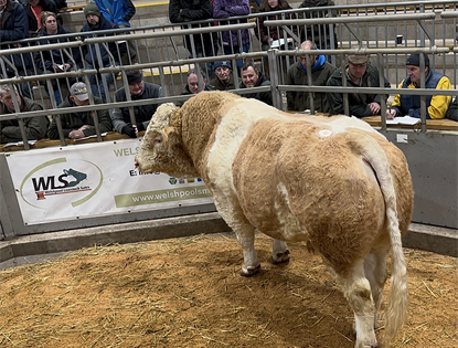 Simmental Society Show & Sale