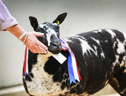 Dutch Spotted Pedigree Couples & Females