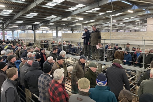 Welshpool Store Sheep