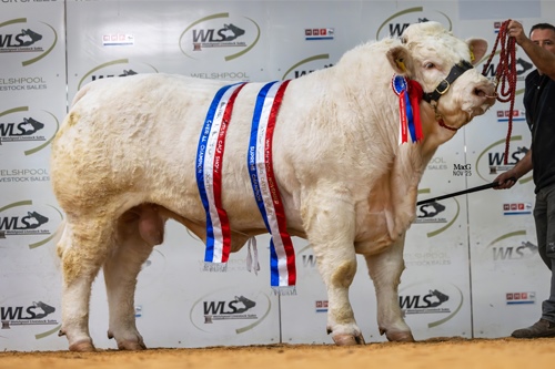 Simmental Society Show & Sale