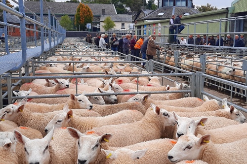RLS Breeding Sheep