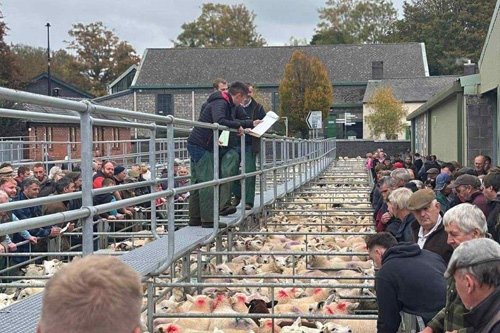 RLS Store Sheep